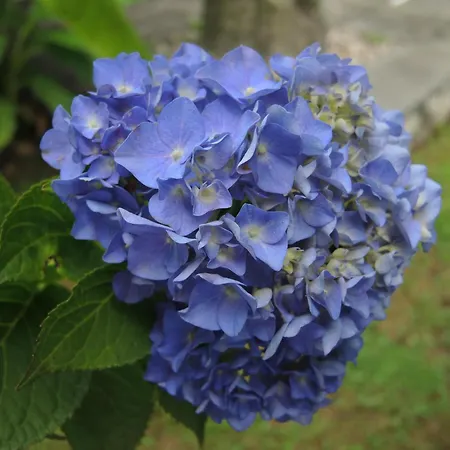 Vakantiehuis Al Torchio By Fewotessin Riazzino